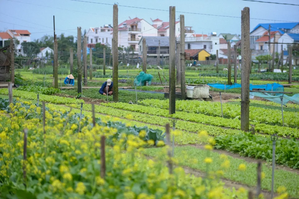 Vườn rau của Minh Quang
